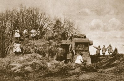 1914〜19年の農業のすべての部門の理論と実践における女性陸軍の訓練 作： English Photographer